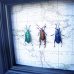 Frog Beetles on Vintage Map
