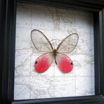 The Blushing Phantom Butterfly Map Shadow Box