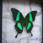 Emerald Green Butterfly Map Shadow Box