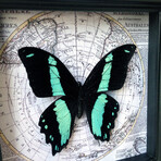 Papilio Bromius Map Shadow Box