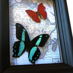 African Map Butterfly Shadow Box