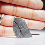 Genuine Muonionalusta Meteorite Slice V1