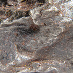 Genuine Sikhote Alin Meteorite V2