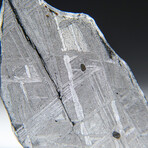 Genuine Natural Muonionalusta Meteorite Slice // 4.7g