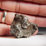 Genuine Sikhote Alin Meteorite V8