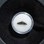 Genuine Carbonaceous Chondrite (The Creator of Life) Meteorite in display box