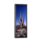 Low Angle View of a Saguaro Cactus (36"H x 12"W x 0.75"D)