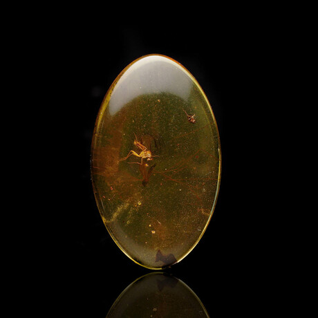 Baltic Amber With Non-Biting Midge // 1.35 Grams