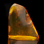 Baltic Amber With Wasp // 3.73 Grams