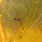 Baltic Amber With Two Non-Biting Midges and Two Unidentified Winged Insects // 6.51 Grams   