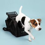 Meridian Dog Carrier // Raven
