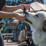 Mountain Leash // Raven Bark