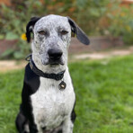 Flagstaff Collar // Raven Bark (Small)