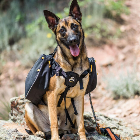 Trekker RF // Raven (Medium)