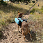 Mountain Leash // Raven Bark