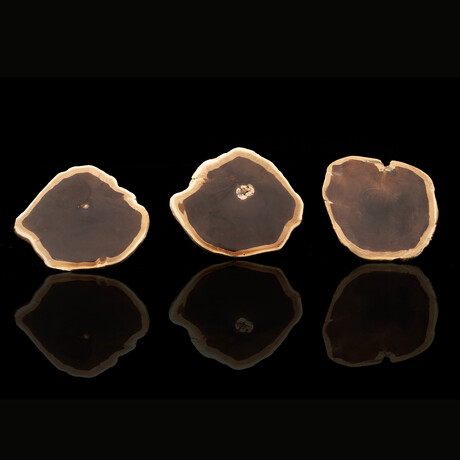 Petrified Palm Wood Slice