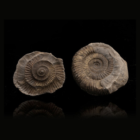 Ammonite Fossil on Matrix // Double Sided // 329.87 Grams