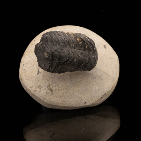 Trilobite // 141 Grams