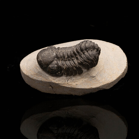 Trilobite // 186 Grams