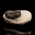 Trilobite // 186 Grams