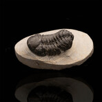 Trilobite // 92.08 Grams
