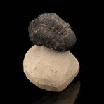Trilobite // 92.08 Grams