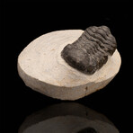 Trilobite // 186 Grams