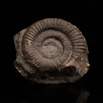 Ammonite Fossil on Matrix // 92.27 Grams