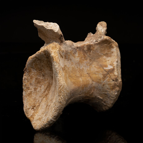 Spinosaurus Vertebra // 1.05 Lb.