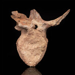 Spinosaurus Vertebra // 3.7 Lb.