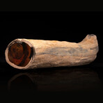 Petrified Palm Wood Limb // 3.1 Lb.