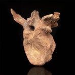 Spinosaurus Vertebra // 3.7 Lb.