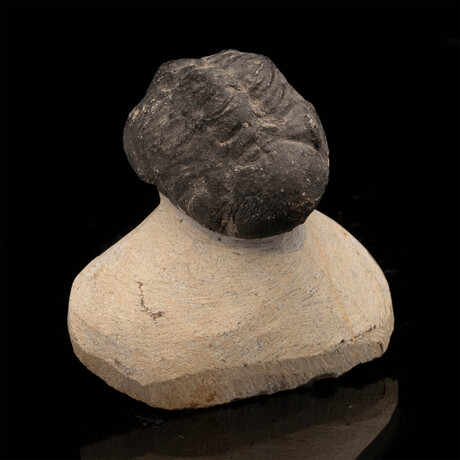Trilobite // 92.08 Grams