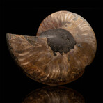Ammonite Half // 326 Grams