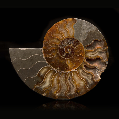 Ammonite Half // 320 Grams