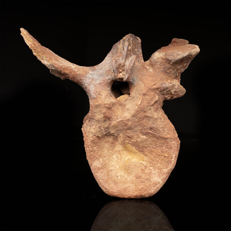 Spinosaurus Vertebra // 3.7 Lb.