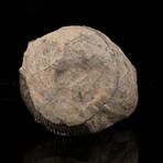 Ammonite Fossil on Matrix // Double Sided // 329.87 Grams