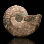 Ammonite Half // 200 Grams