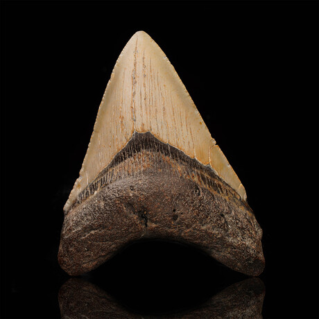 Megalodon Tooth // 4.25" High