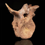 Spinosaurus Vertebra // 3.7 Lb.