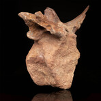 Spinosaurus Vertebra // 3.7 Lb.