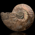 Ammonite Half // 187 Grams