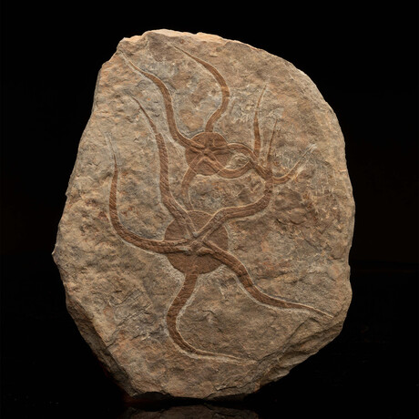 Starfish Fossil Plate // 2.09 Lb.