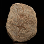 Starfish Fossil Plate // 2.09 Lb.
