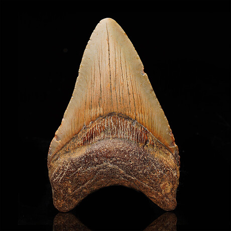 Megalodon Tooth // 4.06" High