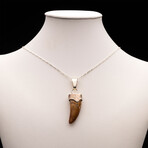 African T. Rex Tooth Pendant // 7.65 Grams