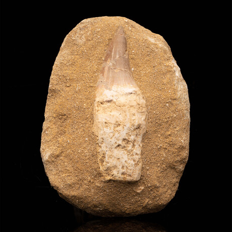 Mosasaurus Tooth With Root in Matrix