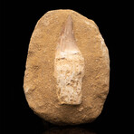 Mosasaurus Tooth With Root in Matrix