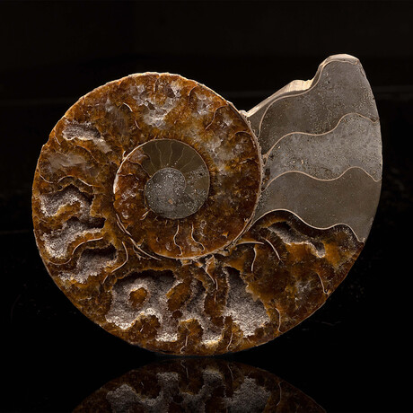 Ammonite Half // 187 Grams