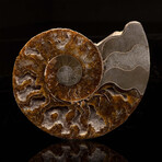 Ammonite Half // 187 Grams